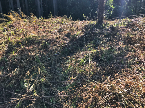 1号墳のくびれ部分