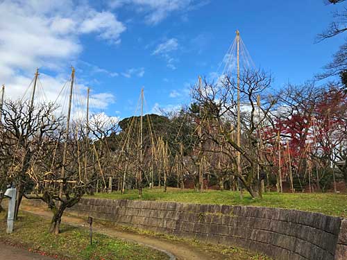 高岡城の梅園