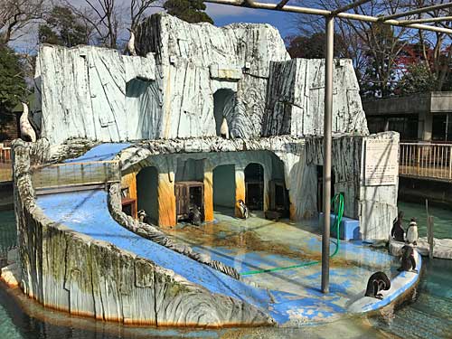 フンボルトペンギン