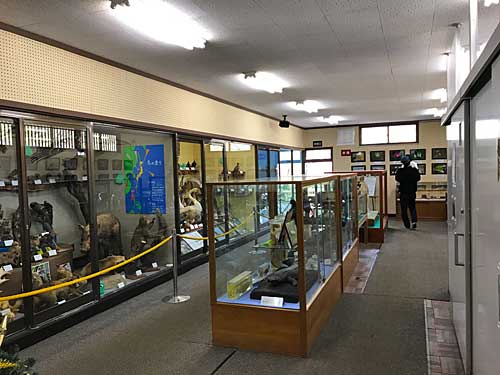 展示されているはく製類