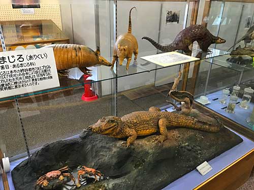 ワニとアルマジロ