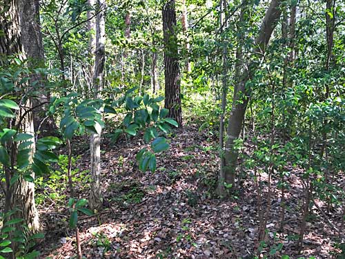 荒屋古墳群の1号墳