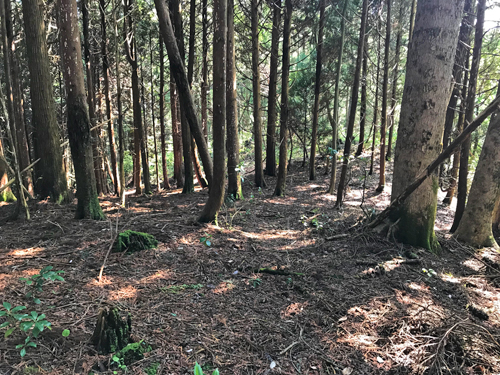 空堀の向こうの曲輪