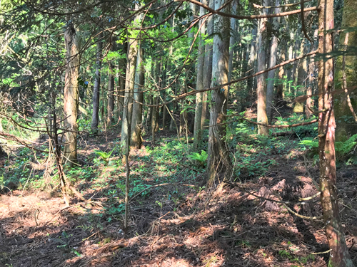 傾斜強めの曲輪